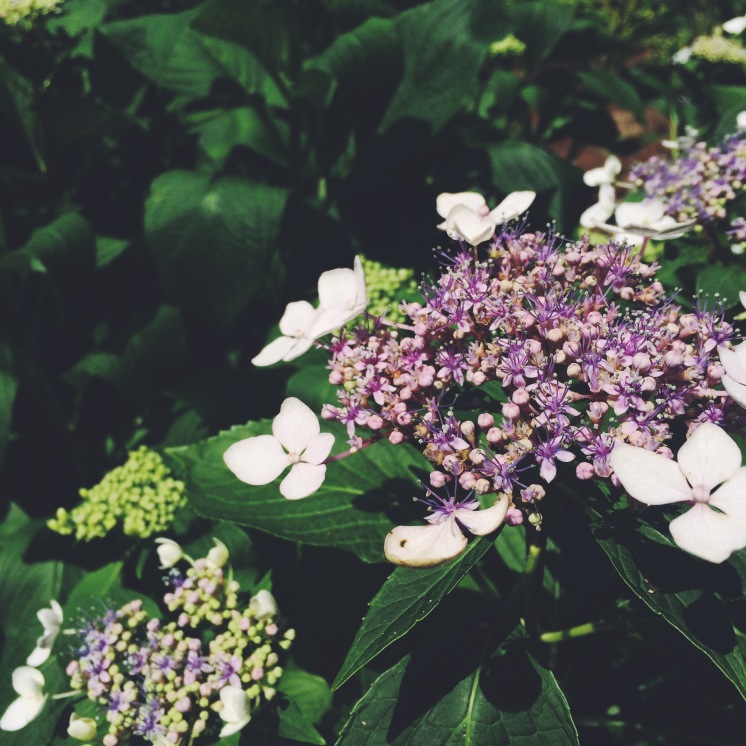 "Lace-capped" hydrangea